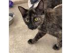 Adopt Cholula a Domestic Short Hair