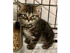 Adopt Dixie - KITTEN a Domestic Short Hair