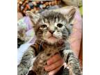 Adopt Anani-Kitten a Domestic Short Hair