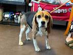 Adopt Elara a Beagle