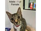 Adopt Adele a Domestic Short Hair