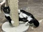 Adopt Catalina a Domestic Short Hair