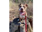 Adopt Zena a Pit Bull Terrier