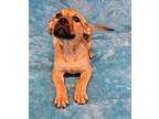 Adopt ELIZABETH a Labrador Retriever, Shepherd