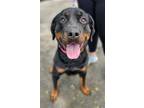 Adopt Sherry a Rottweiler