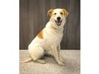 Adopt freya a Cattle Dog, Labrador Retriever