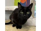 Adopt Lucy a Domestic Short Hair