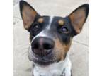 Adopt Zoey a Cattle Dog, Basenji