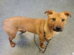 Adopt TURTLE a German Shepherd Dog, Mixed Breed