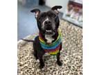 Adopt PRINCESSA a Pit Bull Terrier