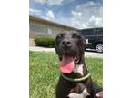 Adopt Cleo a Pit Bull Terrier