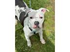 Adopt Rory a Pit Bull Terrier