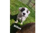 Adopt Baby Willow a Border Collie, Mixed Breed