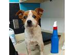 Adopt Robin Lynn a Australian Cattle Dog / Blue Heeler, Jack Russell Terrier