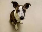 Adopt KIMICHI a Pit Bull Terrier, Mixed Breed