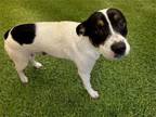 Adopt FLUFFINGTON a Pit Bull Terrier