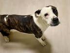 Adopt DEJA a Pit Bull Terrier, Mixed Breed