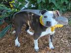 Adopt A430435 a Pit Bull Terrier, Catahoula Leopard Dog