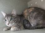 Adopt JASMINE a Domestic Short Hair