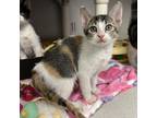 Adopt Chickpea a Domestic Short Hair