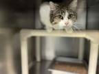 Adopt Mary Jane a Domestic Short Hair