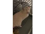 Adopt Snow White a Hamster