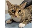 Adopt Calliope a Domestic Short Hair