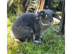 Adopt Mila a Chinchilla, Bunny Rabbit