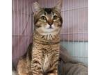 Adopt Sweetheart Sister a Domestic Short Hair, Tabby