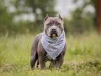 Adopt Athena a Pit Bull Terrier