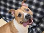 Adopt Maisy a Pit Bull Terrier
