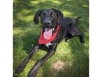 Adopt Roxy a Labrador Retriever, Hound