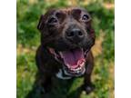 Adopt Tatum a American Staffordshire Terrier