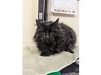 Adopt Marcie a Domestic Long Hair, Domestic Short Hair