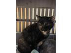 Adopt Melody a Domestic Short Hair