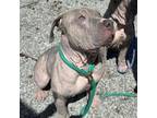 Adopt Chanel a Mixed Breed, Pit Bull Terrier