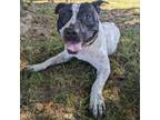 Adopt Domino a Pit Bull Terrier