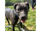 Adopt Blueberry a Mixed Breed, Pit Bull Terrier