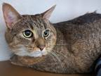 Adopt Rosebud a Domestic Short Hair