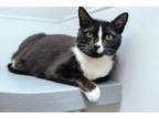 Adopt Kylie a Domestic Short Hair