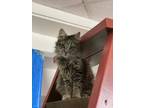 Adopt Sissy a Siberian, Norwegian Forest Cat