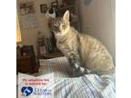 Adopt French Fry a Domestic Short Hair