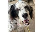 Adopt Pending Adoption - Delilah a English Setter