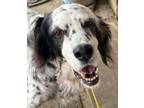 Adopt Available - Delilah a English Setter