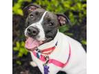 Adopt Rosie a Mixed Breed