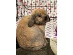 Adopt ROSEMARY a Holland Lop