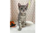 Adopt Christine a Domestic Short Hair