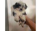 Shih Tzu Puppy for sale in Sebastian, FL, USA