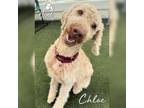 Adopt Chloe a Poodle, Labrador Retriever