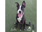 Adopt Leila a Pit Bull Terrier